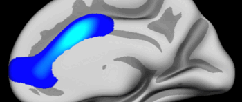 Hjerneområdet i blått er sentralt i utviklingen av selvregulering og viser hvor forskerne fant effekter. Området overlapper nesten nøyaktig med Anterior cingulate, men dekker også litt mer. Hjernehalvdelen på bildet er blåst opp, slik at også de dypeste (mørkegrå) furene synes. Hjernen er vendt mot venstre. Illustrasjon: Anders M. Fjell/ UiO