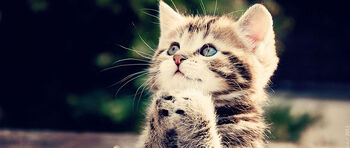 katt ,kjøtteter ,felidae ,små til mellomstore katter ,gest.