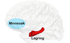Illustrasjon av hjernen og områdene for henholdsvis minnesøk og lagring.