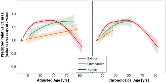 Comparison of lifespan trajectories in baboons, chimpanzees, and humans; left: adjusted for life expectancy; right: not adjusted 