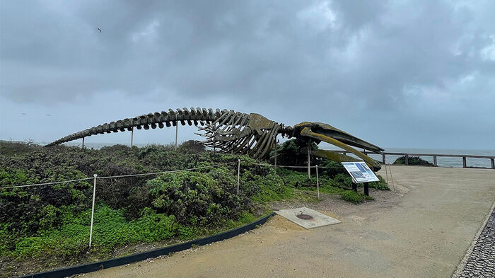 Sculpture of large sea creature skeleton by the coast