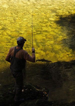 Man, seen from behind, fly-fishing. Photo: Peter Christensen