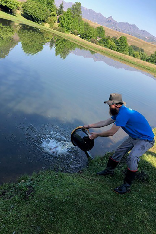 Release of rainbow trout in Underberg