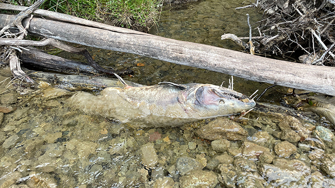 dead fish in a river with dead three over it