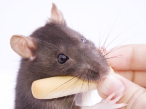 En mus biter på en brødbit.